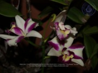 Aruba's Orchid Society gave the gift of beauty for the holiday weekend, image # 19, The News Aruba