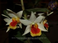 Aruba's Orchid Society gave the gift of beauty for the holiday weekend, image # 20, The News Aruba