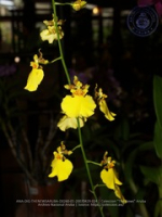 Aruba's Orchid Society gave the gift of beauty for the holiday weekend, image # 24, The News Aruba