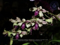 Aruba's Orchid Society gave the gift of beauty for the holiday weekend, image # 25, The News Aruba