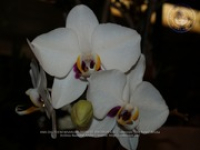 Aruba's Orchid Society gave the gift of beauty for the holiday weekend, image # 26, The News Aruba