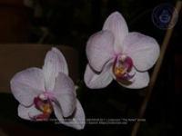 Aruba's Orchid Society gave the gift of beauty for the holiday weekend, image # 27, The News Aruba