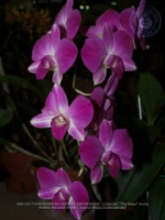 Aruba's Orchid Society gave the gift of beauty for the holiday weekend, image # 28, The News Aruba