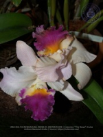 Aruba's Orchid Society gave the gift of beauty for the holiday weekend, image # 29, The News Aruba