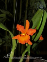 Aruba's Orchid Society gave the gift of beauty for the holiday weekend, image # 30, The News Aruba