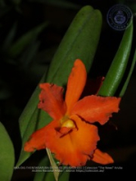 Aruba's Orchid Society gave the gift of beauty for the holiday weekend, image # 31, The News Aruba