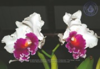Aruba's Orchid Society gave the gift of beauty for the holiday weekend, image # 33, The News Aruba