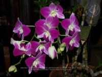 Aruba's Orchid Society gave the gift of beauty for the holiday weekend, image # 34, The News Aruba