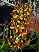 Aruba's Orchid Society gave the gift of beauty for the holiday weekend, image # 35, The News Aruba