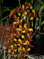 Aruba's Orchid Society gave the gift of beauty for the holiday weekend, image # 36, The News Aruba