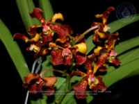 Aruba's Orchid Society gave the gift of beauty for the holiday weekend, image # 37, The News Aruba