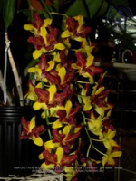 Aruba's Orchid Society gave the gift of beauty for the holiday weekend, image # 38, The News Aruba