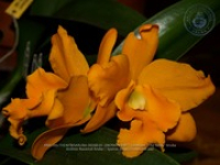 Aruba's Orchid Society gave the gift of beauty for the holiday weekend, image # 39, The News Aruba