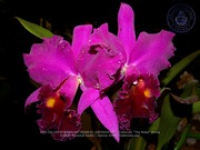 Aruba's Orchid Society gave the gift of beauty for the holiday weekend, image # 40, The News Aruba