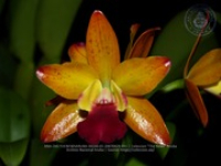 Aruba's Orchid Society gave the gift of beauty for the holiday weekend, image # 41, The News Aruba
