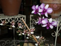 Aruba's Orchid Society gave the gift of beauty for the holiday weekend, image # 45, The News Aruba