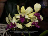 Aruba's Orchid Society gave the gift of beauty for the holiday weekend, image # 46, The News Aruba