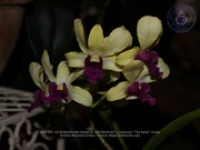 Aruba's Orchid Society gave the gift of beauty for the holiday weekend, image # 47, The News Aruba