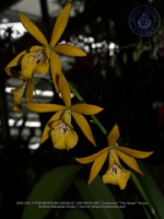 Aruba's Orchid Society gave the gift of beauty for the holiday weekend, image # 48, The News Aruba