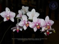 Aruba's Orchid Society gave the gift of beauty for the holiday weekend, image # 51, The News Aruba