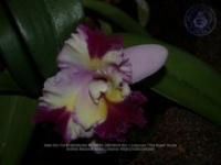 Aruba's Orchid Society gave the gift of beauty for the holiday weekend, image # 52, The News Aruba