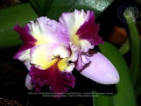 Aruba's Orchid Society gave the gift of beauty for the holiday weekend, image # 53, The News Aruba