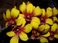 Aruba's Orchid Society gave the gift of beauty for the holiday weekend, image # 54, The News Aruba