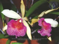 Aruba's Orchid Society gave the gift of beauty for the holiday weekend, image # 55, The News Aruba