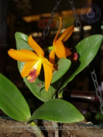 Aruba's Orchid Society gave the gift of beauty for the holiday weekend, image # 58, The News Aruba