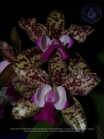 Aruba's Orchid Society gave the gift of beauty for the holiday weekend, image # 59, The News Aruba