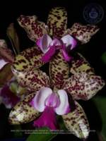Aruba's Orchid Society gave the gift of beauty for the holiday weekend, image # 60, The News Aruba
