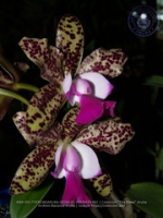 Aruba's Orchid Society gave the gift of beauty for the holiday weekend, image # 61, The News Aruba