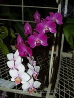 Aruba's Orchid Society gave the gift of beauty for the holiday weekend, image # 64, The News Aruba