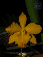 Aruba's Orchid Society gave the gift of beauty for the holiday weekend, image # 65, The News Aruba