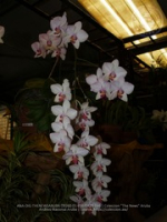 Aruba's Orchid Society gave the gift of beauty for the holiday weekend, image # 66, The News Aruba