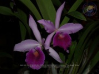 Aruba's Orchid Society gave the gift of beauty for the holiday weekend, image # 67, The News Aruba