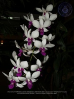 Aruba's Orchid Society gave the gift of beauty for the holiday weekend, image # 69, The News Aruba