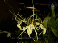 Aruba's Orchid Society gave the gift of beauty for the holiday weekend, image # 81, The News Aruba