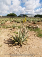 Aruba Aloe Balm N.V. announces plant expansion in 2007, The company is gearing up to export aloe internationally in prescription form, image # 4, The News Aruba