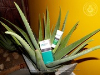 Aruba Aloe Balm N.V. announces plant expansion in 2007, The company is gearing up to export aloe internationally in prescription form, image # 5, The News Aruba