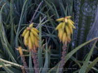 Aloe pictures, image # 16, The News Aruba