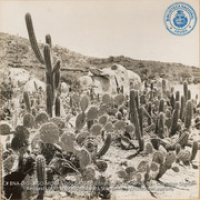 Cactus - Aruba (#4733, Lago , Aruba, April-May 1944), Morris, Nelson