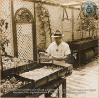 Ralph K. Watson, Process Foreman of Receiving and Shipping Department. Dabbles in hydroponics experiments in his garden. (#5138, Lago , Aruba, April-May 1944), Morris, Nelson