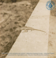 A lizard, one of the many types which practically overrun Aruba (#5393, Lago , Aruba, April-May 1944), Morris, Nelson