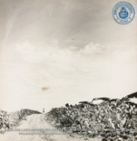 Aruban landscape showing dirt road, divi-divi trees and stone wall (#5448, Lago , Aruba, April-May 1944), Morris, Nelson