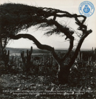 Aruban vegetation - Cactus and divi-divi trees (#5477, Lago , Aruba, April-May 1944), Morris, Nelson