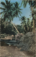 Palm Grove (Postcard, ca. 1962)