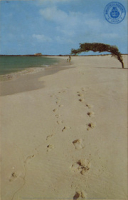 Aruba?s famous Divi Divi tree (Postcard, ca. 1962)