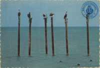 Perching Pelicans off Aruba's Beach (Postcard, ca. 1966)
