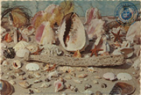 The Sunny Caribbean. Sea shells ?. Tropical treasures of the sea (Postcard, ca. 1966)